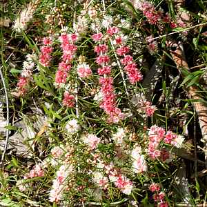 Image of Hypocalymma angustifolia 'Powder Puff'