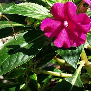 Image of Impatiens 'Central Coast Rose'