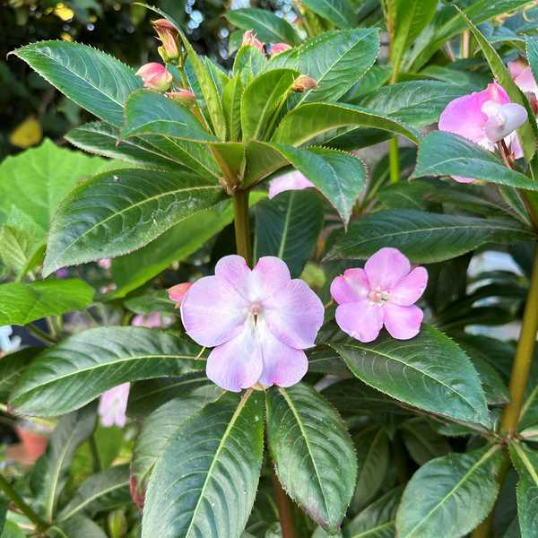 Image of Impatiens sodenii 'Robert the Red'