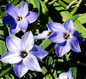 Image of Ipheion uniflorum 'Wisley Blue'