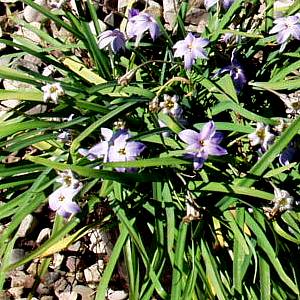 Image of Ipheion uniflorum