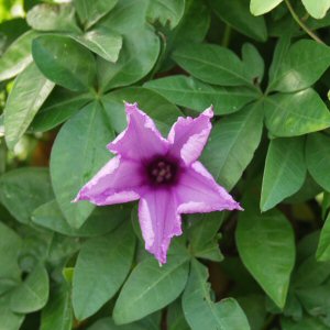 Image of Ipomoea cairica