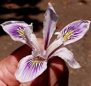 Image of Iris PCH 'Purple & White'