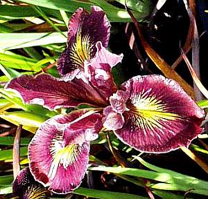 Image of Iris PCH 'Little Toby'