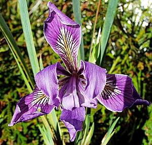 Image of Iris PCH 'Pale Purple'