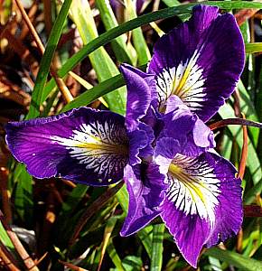 Image of Iris PCH 'Purple'