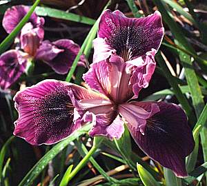 Image of Iris PCH 'Red Violet'