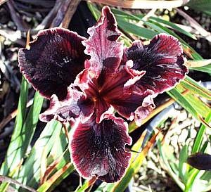 Image of Iris PCH 'Rubies'