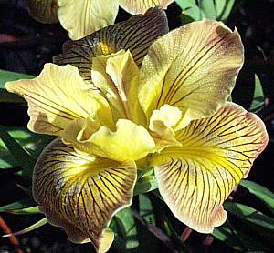 Image of Iris PCH hybrid 'Yellow'