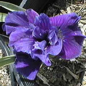 Image of Iris sibirica 'Caesar's Brother'