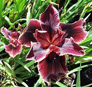 Image of Iris PCH 'Dorothea's Ruby'