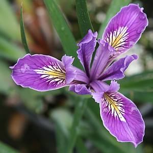 Image of Iris PCH 'Lavender'