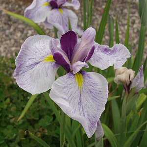 Image of Iris ensata 'Chiyo no Haru'  (Aquatic)