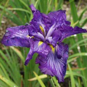 Image of Iris ensata 'Electric Glow' (Aquatic)