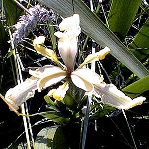 Image of Iris foetidissima 'Aurea'