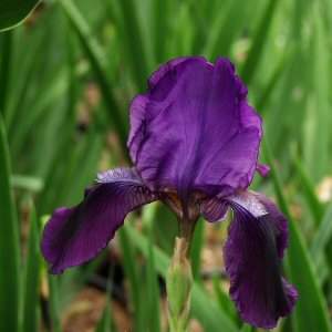 Image of Iris 'Grandma's Purple Flag'