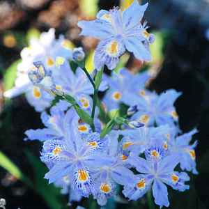 Image of Iris japonica 'Eco Easter'
