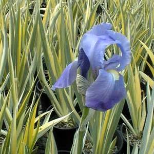 Image of Iris pallida 'Variegata'