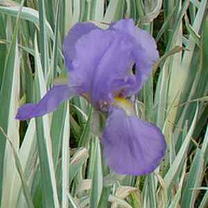 Image of Iris pallida 'Argentea Variegata'