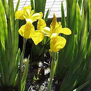 Image of Iris pseudacorus