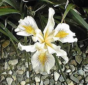 Image of Iris PCH 'Ivory Queen'