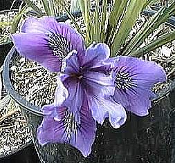 Image of Iris PCH 'Deep Lavender'