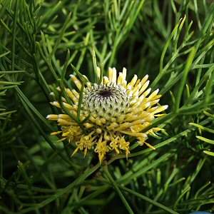 Image of Isopogon anethifolius 'Curra Moors'