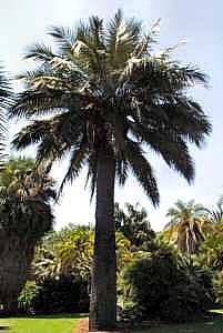 Image of Jubaea chilensis