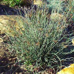 Image of Juncus inflexus 'Afro'