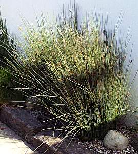 Image of Juncus patens