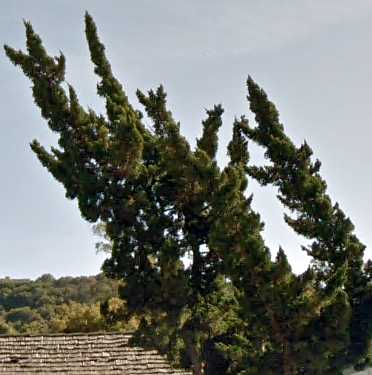 Image of Juniperus chinensis 'Kaizuka'