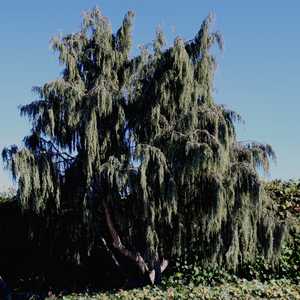 Image of Juniperus scopulorum 'Tolleson's Weeping'