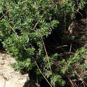 Image of Juniperus conferta 'Blue Pacific'