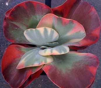 Image of Kalanchoe 'Fantastic' PP21,945