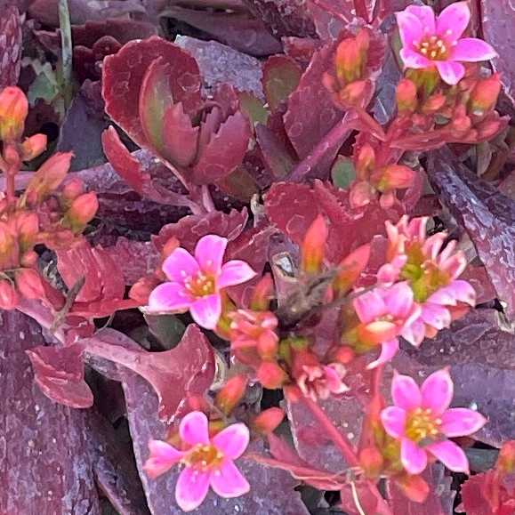 Image of Kalanchoe 'Pink Zinfandel'