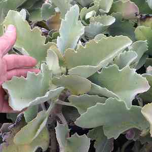 Image of Kalanchoe beharensis 'Small Form'