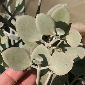 Image of Kalanchoe bracteata