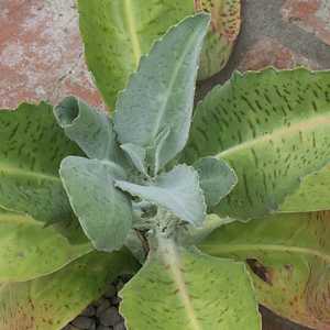 Image of Kalanchoe gastonis-bonnieri