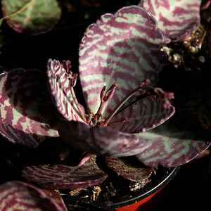 Image of Kalanchoe humilis