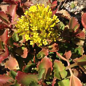 Image of Kalanchoe sexangularis