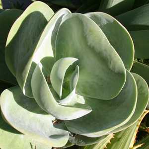 Image of Kalanchoe thyrsiflora 'Silver Platter'