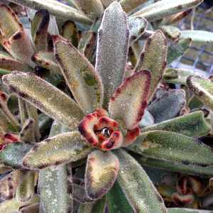 Image of Kalanchoe tomentosa 'Chocolate Soldier'