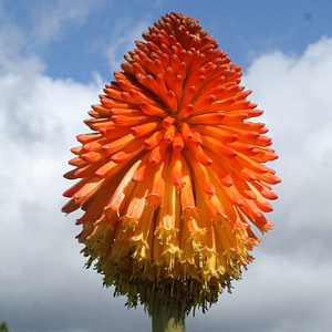 Image of Kniphofia rooperi