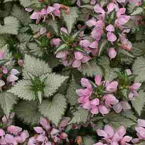 Image of Lamium maculatum Pink Chablis ['Checkin'] PP17,925