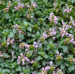 Image of Lamium maculatum 'Pink Pewter'