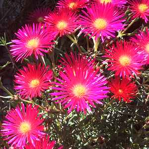 Image of Lampranthus 'Hot Flash'