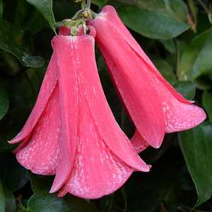 Image of Lapageria rosea