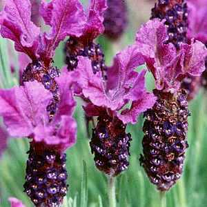 Image of Lavandula 'Regal Splendour'