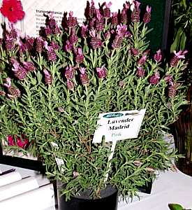 Image of Lavandula stoechas 'Madrid Pink Improved' PP14,205