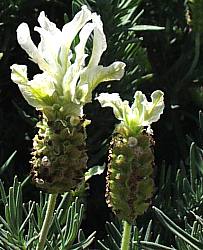 Image of Lavandula stoechas 'Snow Bunny'